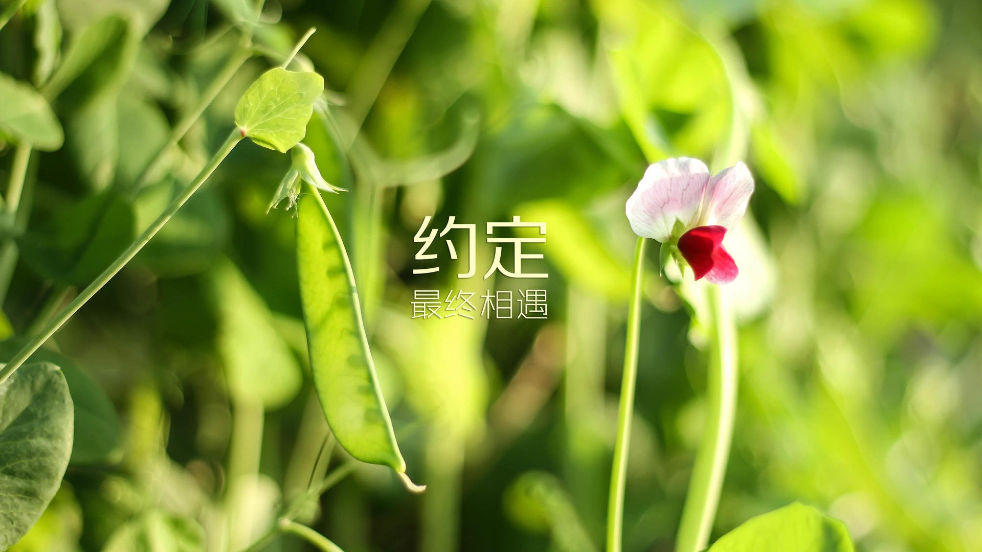 特色高空吊索漂流，水上极速运动体验场，水上绳索吊桥游乐项目
