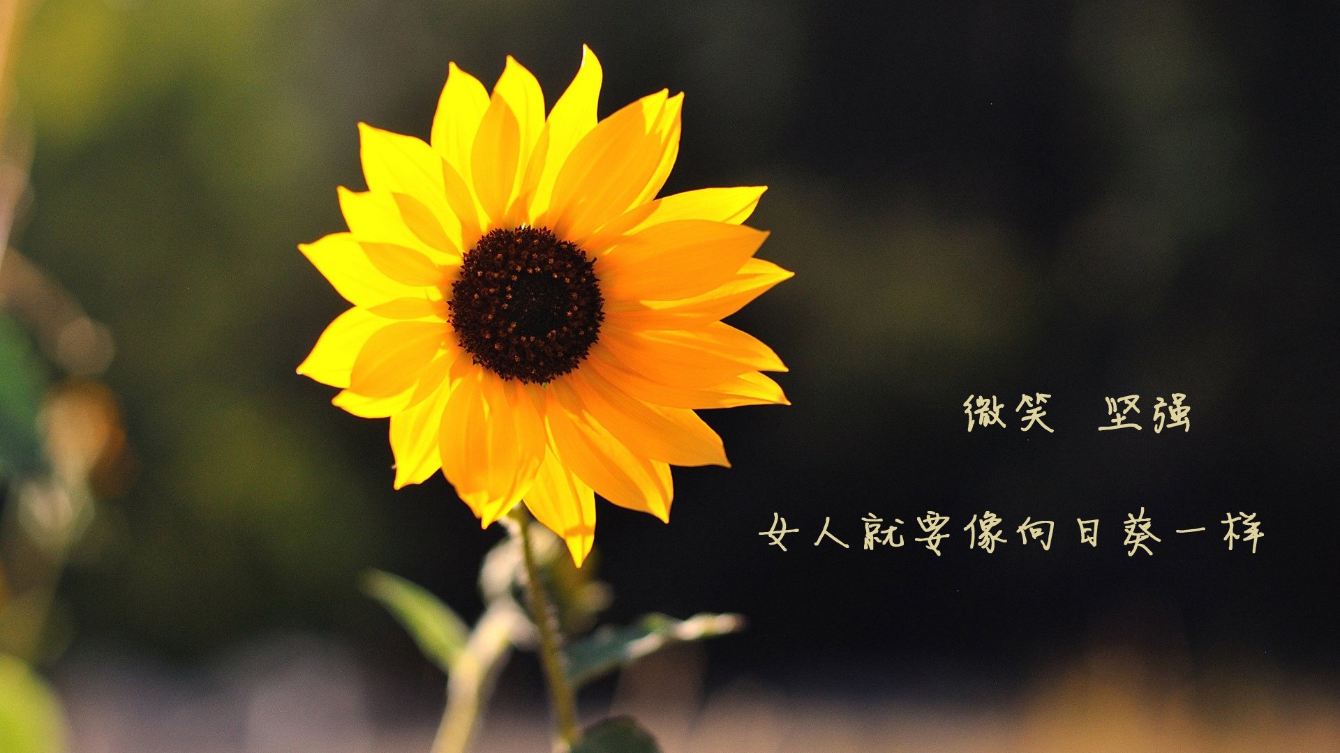 哈登强调执行力决定球队上限，哈登效率